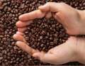 Associação de São Sebastião inicia colheita de café e movimenta economia da comunidade
